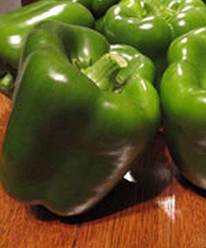 Vanguard Hybrid Sweet Bell Pepper Seeds - 4-Lobed Continuous Setting Fruit (10 Seeds) for Home Gardening, Container Planting & Fresh Salads