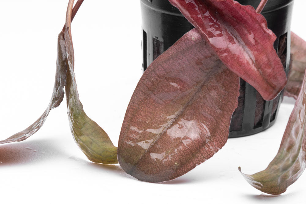 Cryptocoryne Flamingo Live Aquarium Plant - Easy Care Freshwater Aquatic Plant for Fish Tanks & Aquascaping | Perfect for Beginners & Low-Tech Aquariums