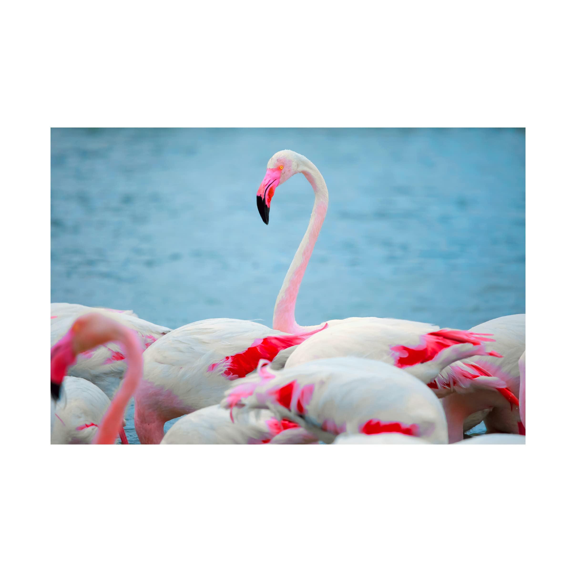Trademark Fine Art 'Flamboyant Of Flamingos 4' Canvas Wall Art Print by Ben Heine - Tropical Pink Flamingo Painting for Living Room, Bedroom & Office Decor