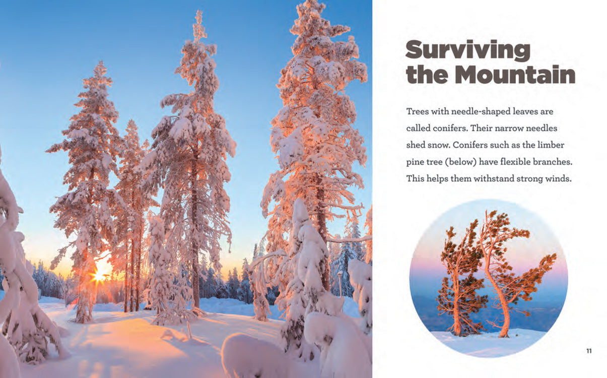 Premium Hiking Gear & Outdoor Equipment for Mountain Adventures - Durable Backpacks, Trekking Poles & Camping Essentials