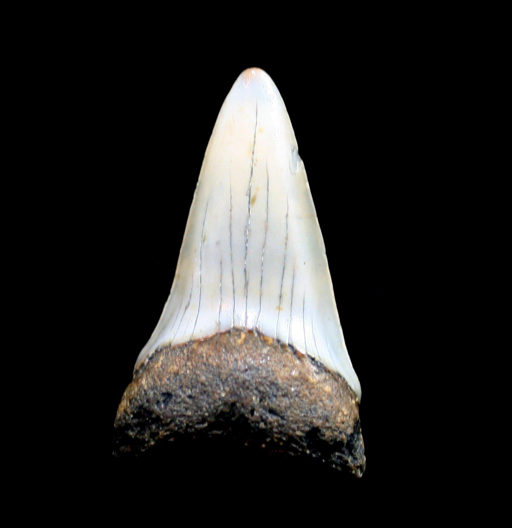 Authentic Fossilized Mako Shark Teeth - Rare Collectible Specimens for Paleontology Enthusiasts - Perfect for Jewelry Making, Home Decor & Educational Displays