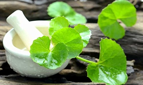 Organic Brahmi (Bacopa Monnieri) Hair Cleanser - Chemical-Free & Natural for Healthy Hair Growth, 100g (Pack of 2) - Ideal for Daily Scalp Care & Ayurvedic Hair Treatment