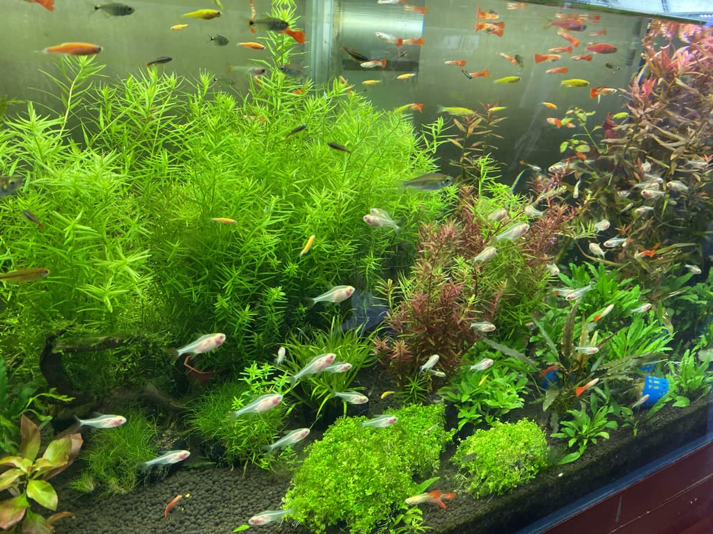 Premium Landen Aqua Soil Substrate for Planted Aquariums - Natural Clay Gravel for Freshwater Tanks, Shrimp & Plant Stratum, Stable Porous Black Substrate (40lbs) - Ideal for Aquascaping, Live Plants & Shrimp Breeding Tanks