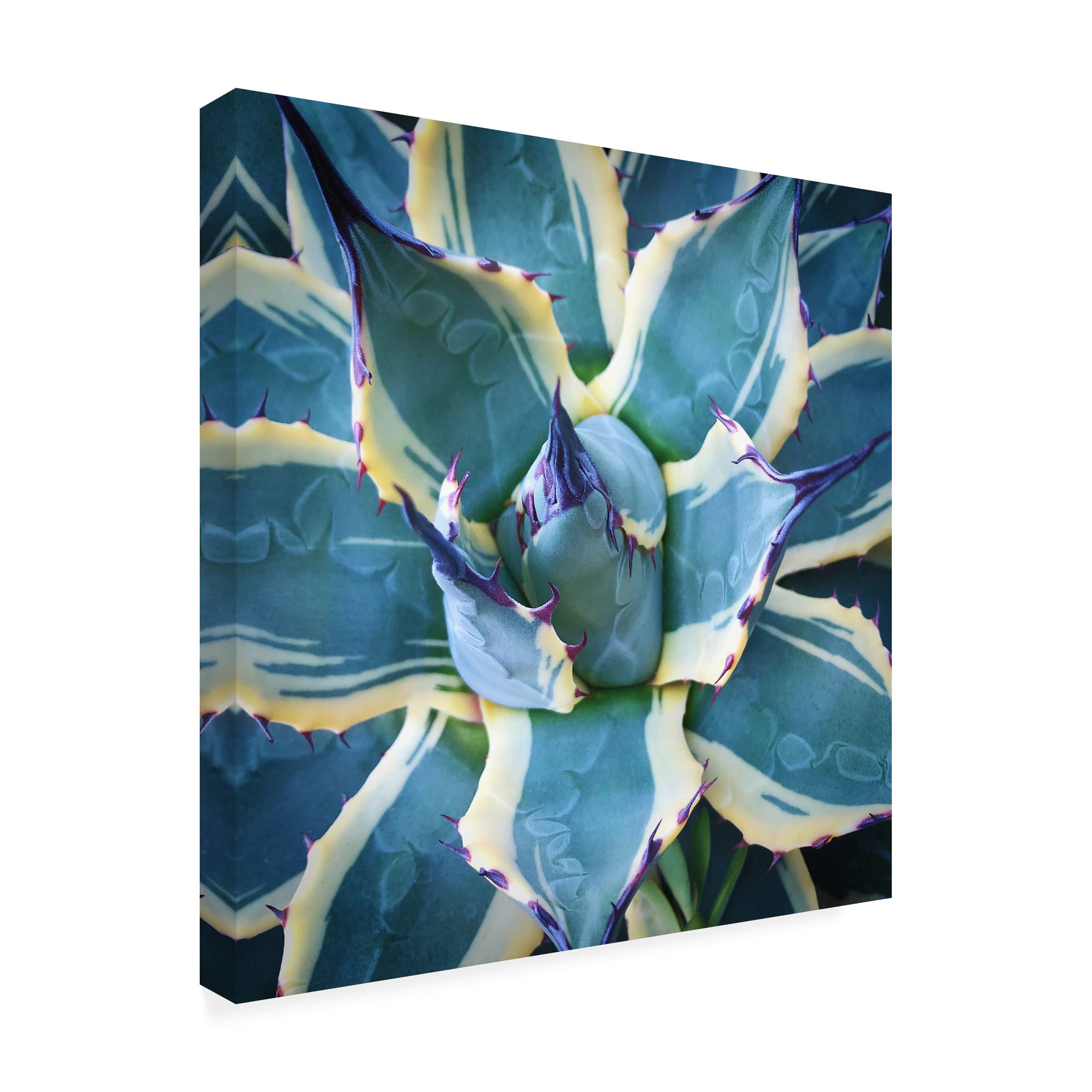Trademark Fine Art 'Elegant Thorns' Canvas Wall Art by Jan Bell - Floral Home Decor for Living Room, Bedroom & Office