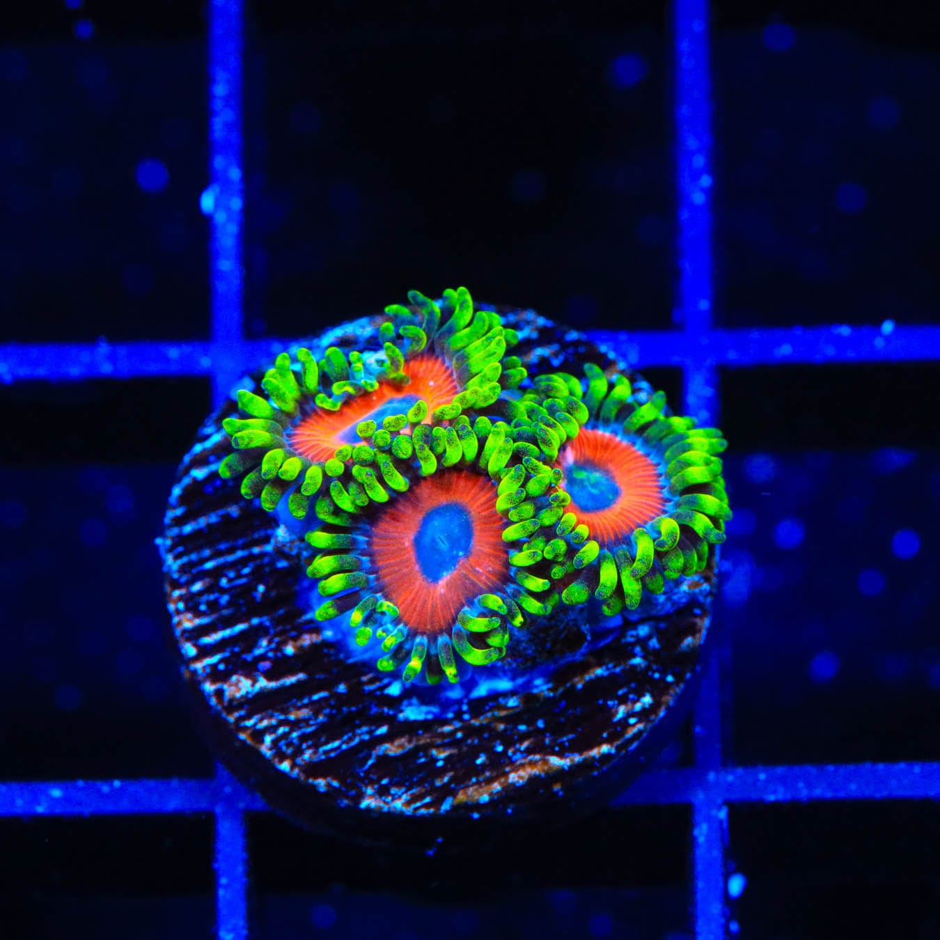 Premium ECC Eagle Eye Zoanthids Coral for Saltwater Aquariums - Vibrant Color & Easy Care - Perfect for Reef Tanks & Marine Displays
