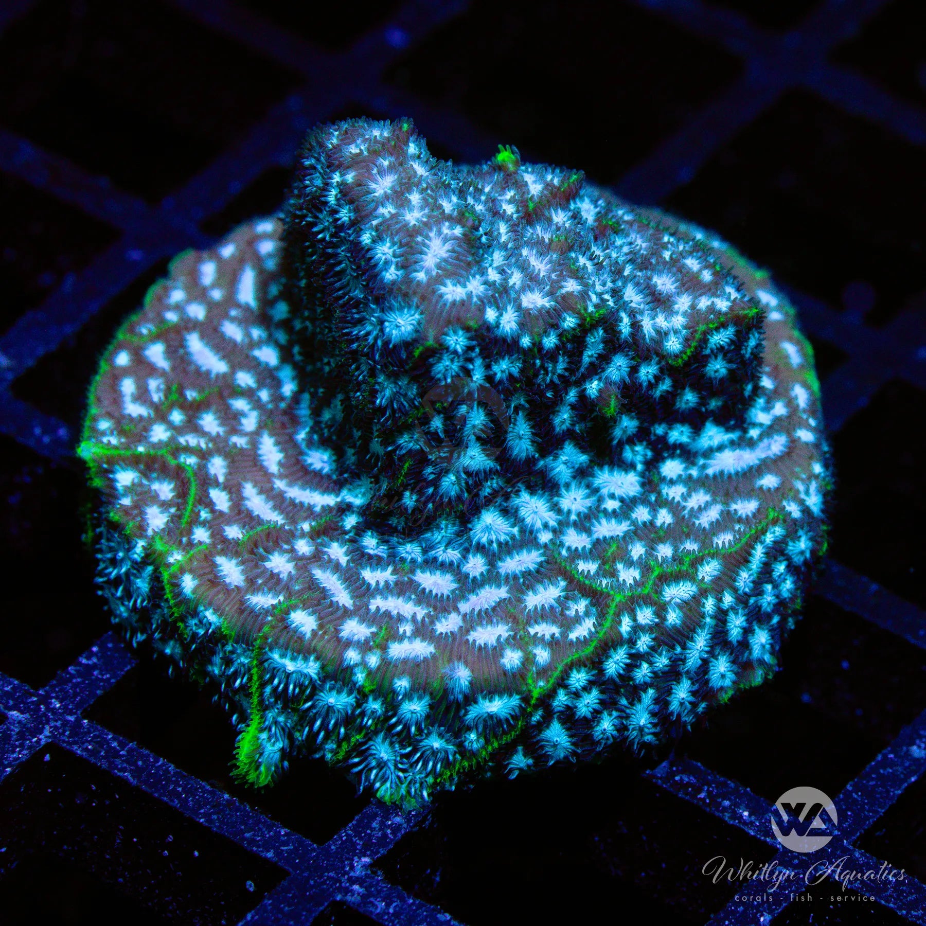 Premium Mr. Freeze Lepto Coral (Fully Encrusted) - WYSIWYG Live Coral for Saltwater Aquariums | Perfect for Reef Tanks & Marine Displays