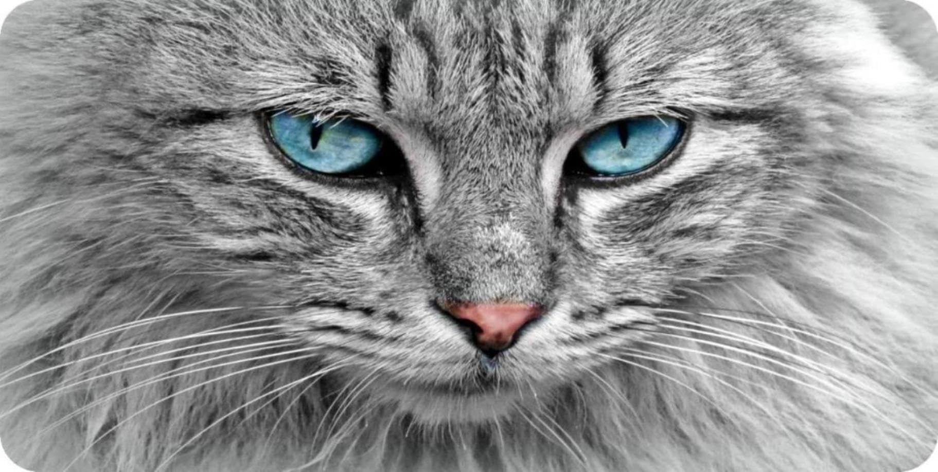 Gray Cat Face with Blue Eyes Photo License Plate - Custom Pet Car Tag for Cat Lovers - Perfect for Cars, Trucks & Motorcycles