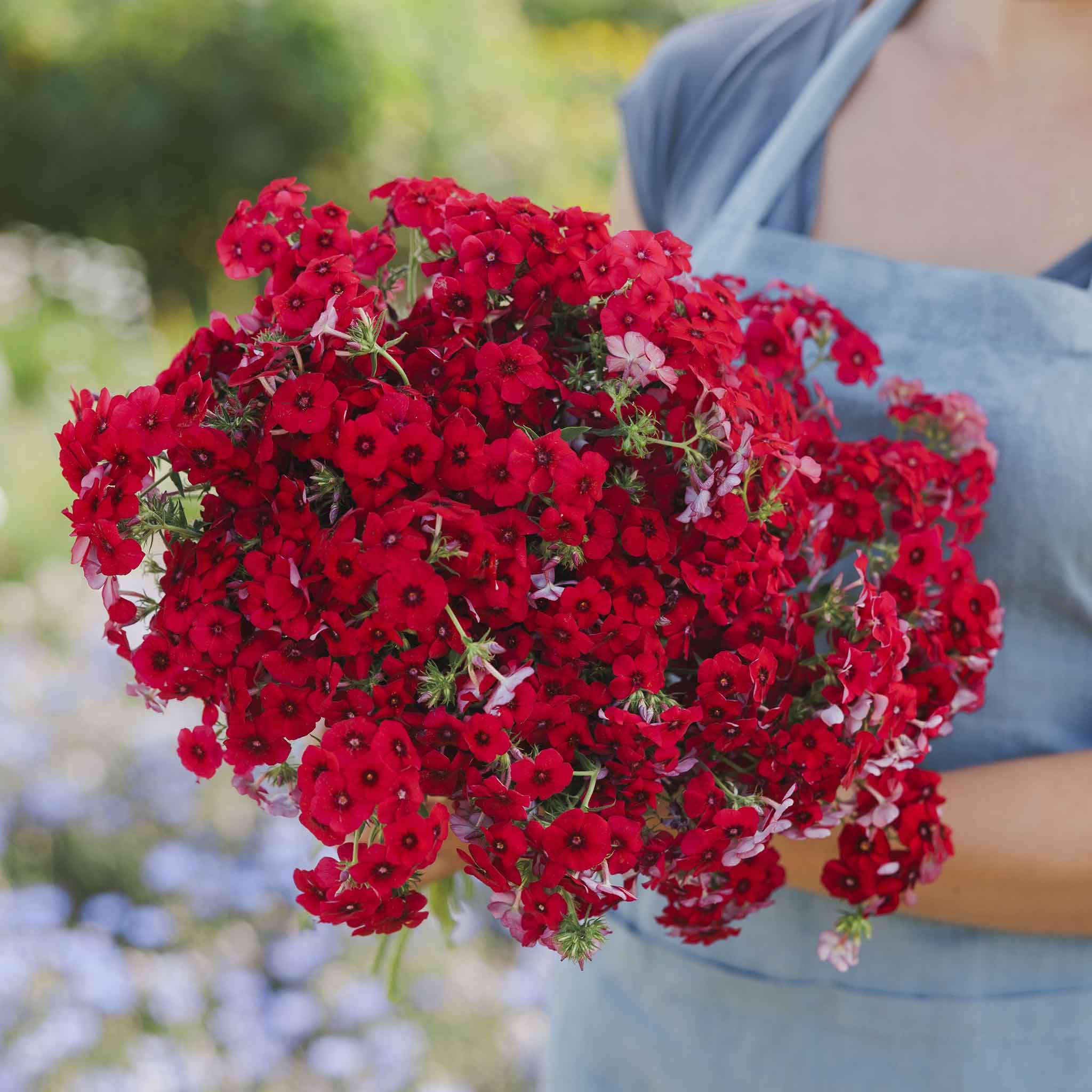 Eden Brothers Annual Phlox Seeds - Red | Premium Flower Seeds for Vibrant Gardens, Landscaping & DIY Bouquets