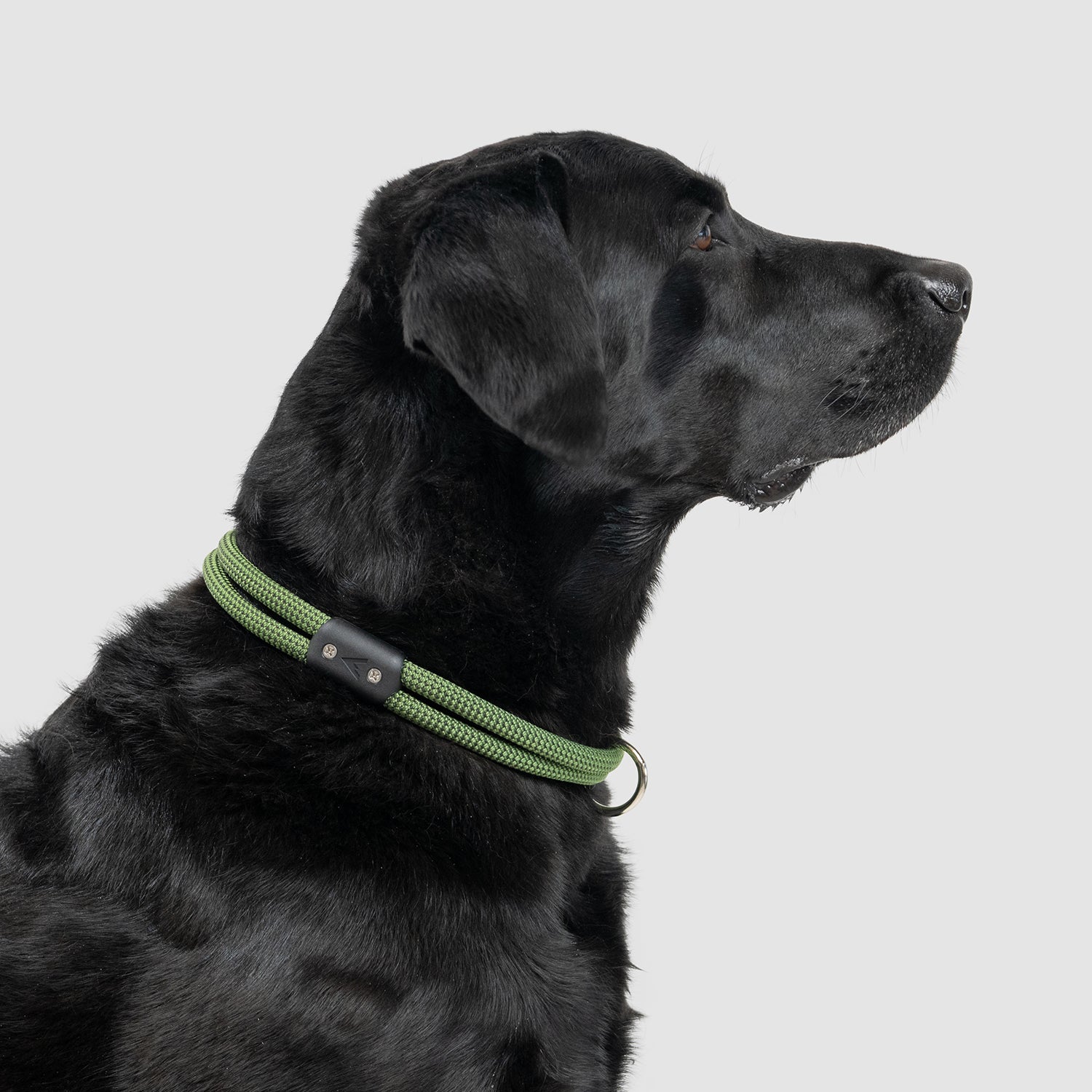 Lifetime Dog Collar - Durable Nylon Pet Collar with Quick-Release Buckle for Small Medium Large Dogs - Perfect for Daily Walks, Training & Outdoor Adventures