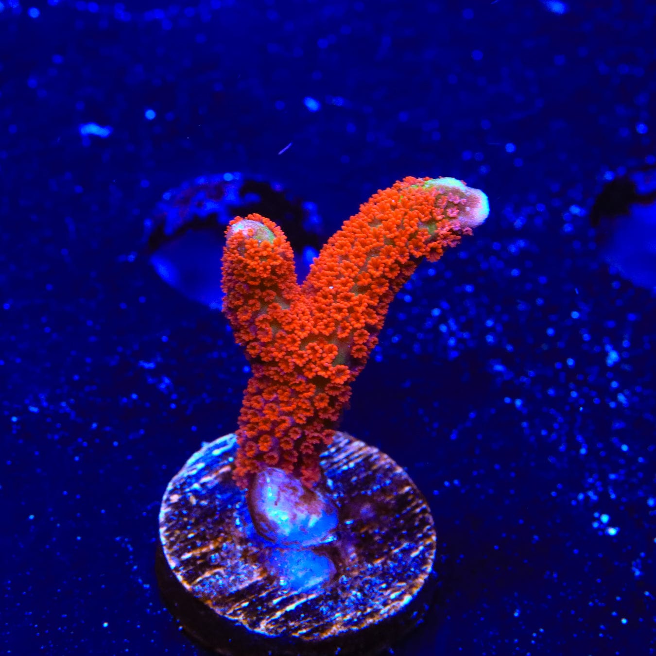 Premium Forest Fire Digitata Montipora Coral for Saltwater Aquariums - Vibrant Red & Orange SPS Coral for Reef Tanks & Marine Aquascaping
