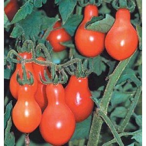 Heirloom Tomato Red Pear Seeds - Non-GMO, Organic, Open-Pollinated Garden Vegetable (4,000 Seeds) for Home Gardening, Canning & Fresh Salads - by Seed Kingdom