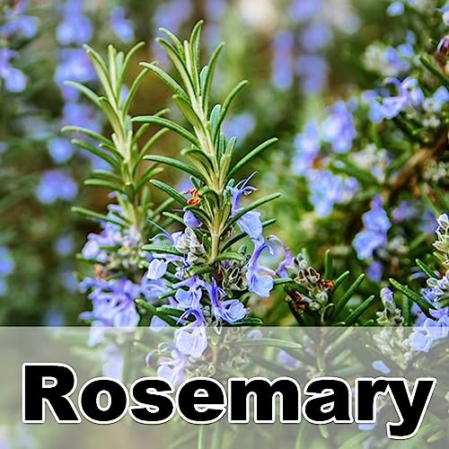 Rosemary