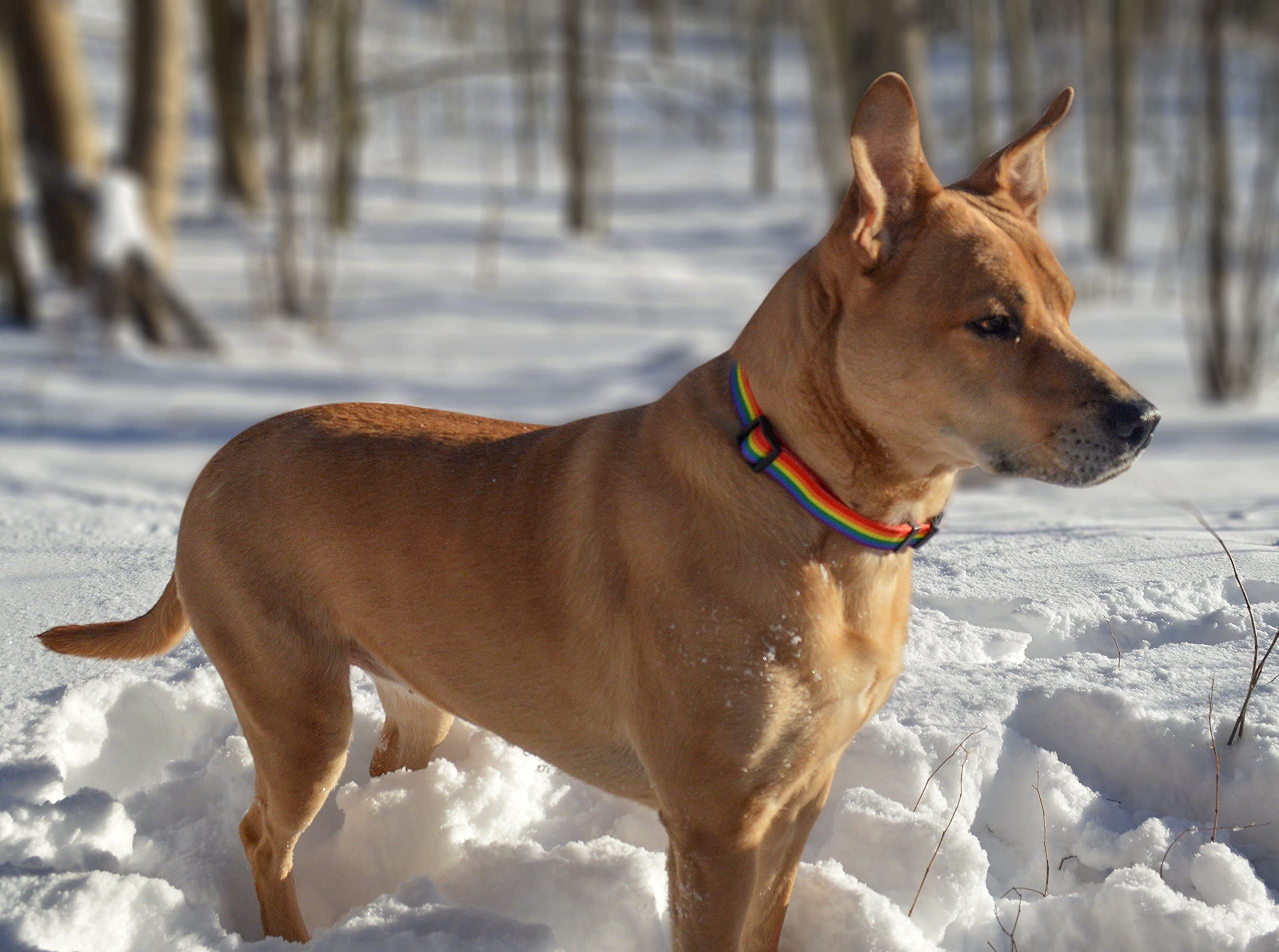 Rainbow Flag Dog Collar for Pride Parade - LGBTQ+ Equality Pet Accessory with Gay Pride Decor - Perfect for Pride Events, Pet Parades & LGBT Ally Gifts (Large Size)