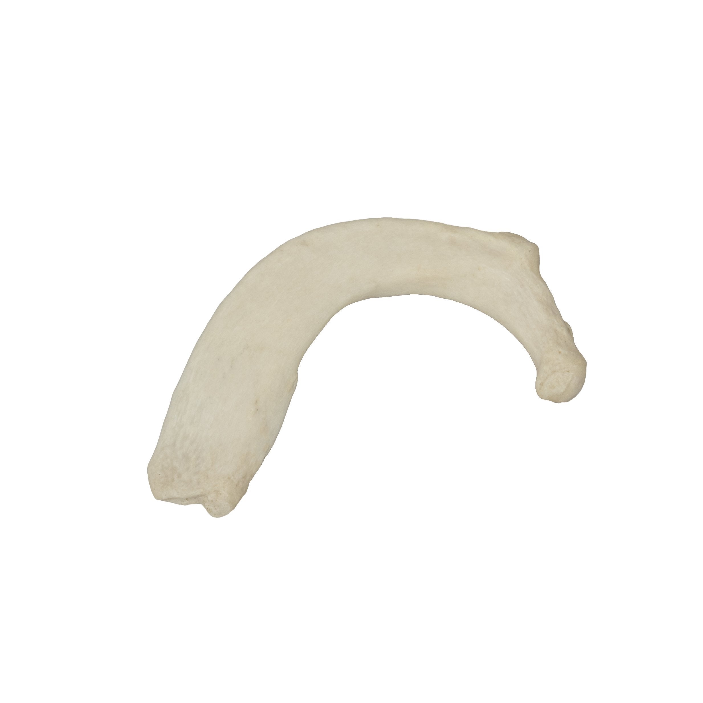 18 Inch Real Human Rib Bone - Perfect for Halloween Decor, Medical Study, and Gothic Home Decor
