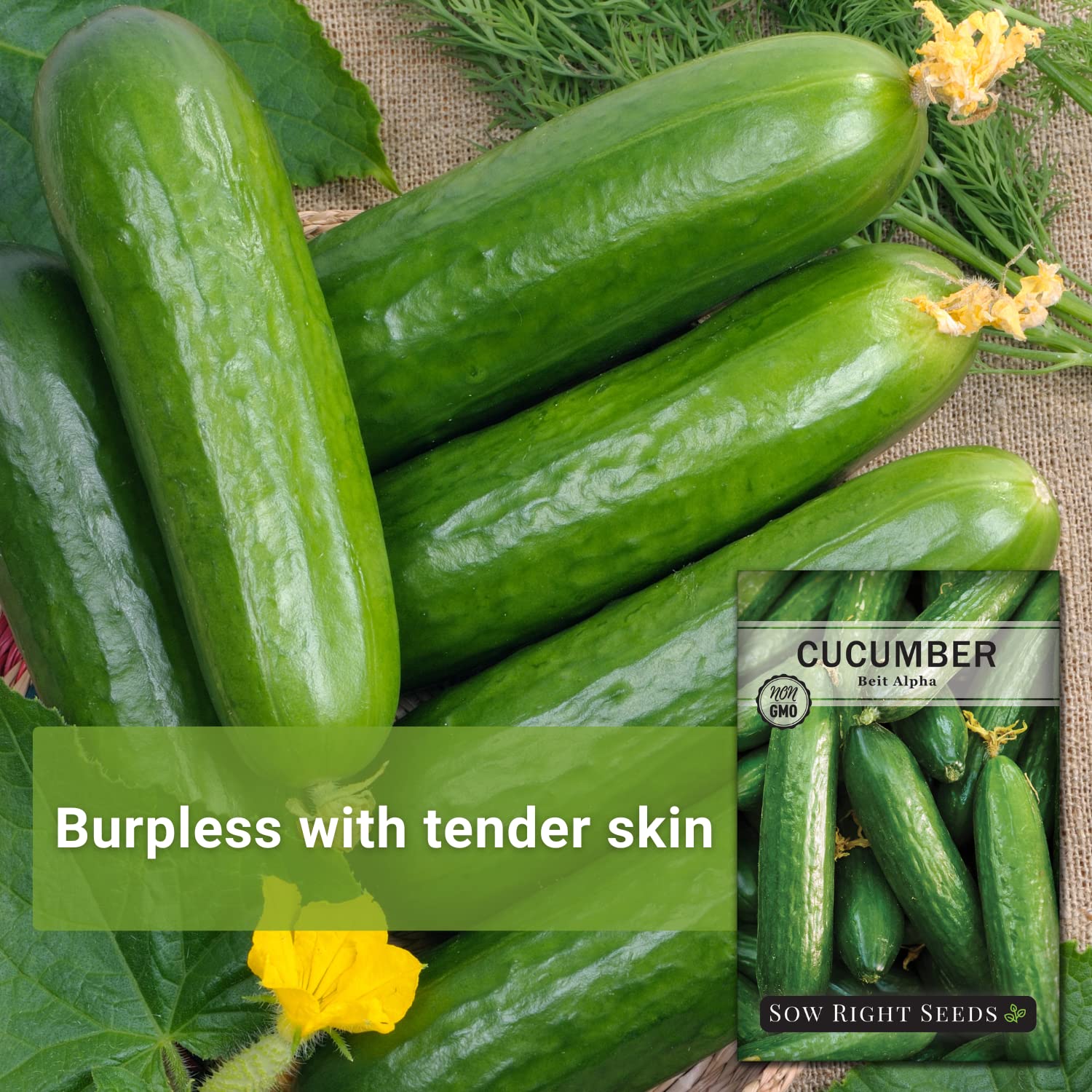 Sow Right Seeds - Non-GMO Heirloom Beit Alpha Cucumber Seeds for Planting - Home Vegetable Garden Starter Kit with Growing Instructions - Indoor & Outdoor Planting with Trellis - Perfect for Fresh Salads, Pickling, and Healthy Snacking (2 Pack)