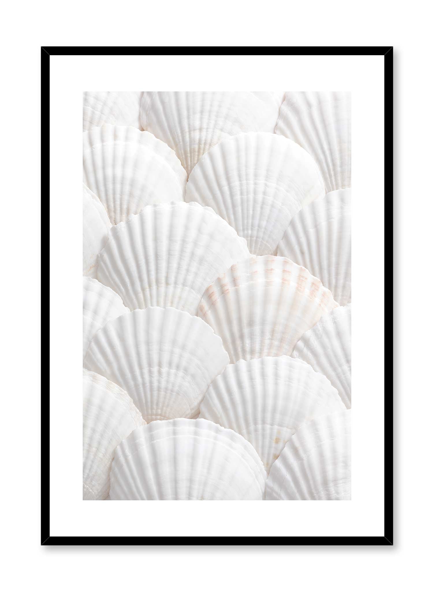 Premium Seashell Collection - Natural Beach Shells for Home Decor, Coastal Theme Wall Art, Perfect for Bathroom, Bedroom & Living Room Decor