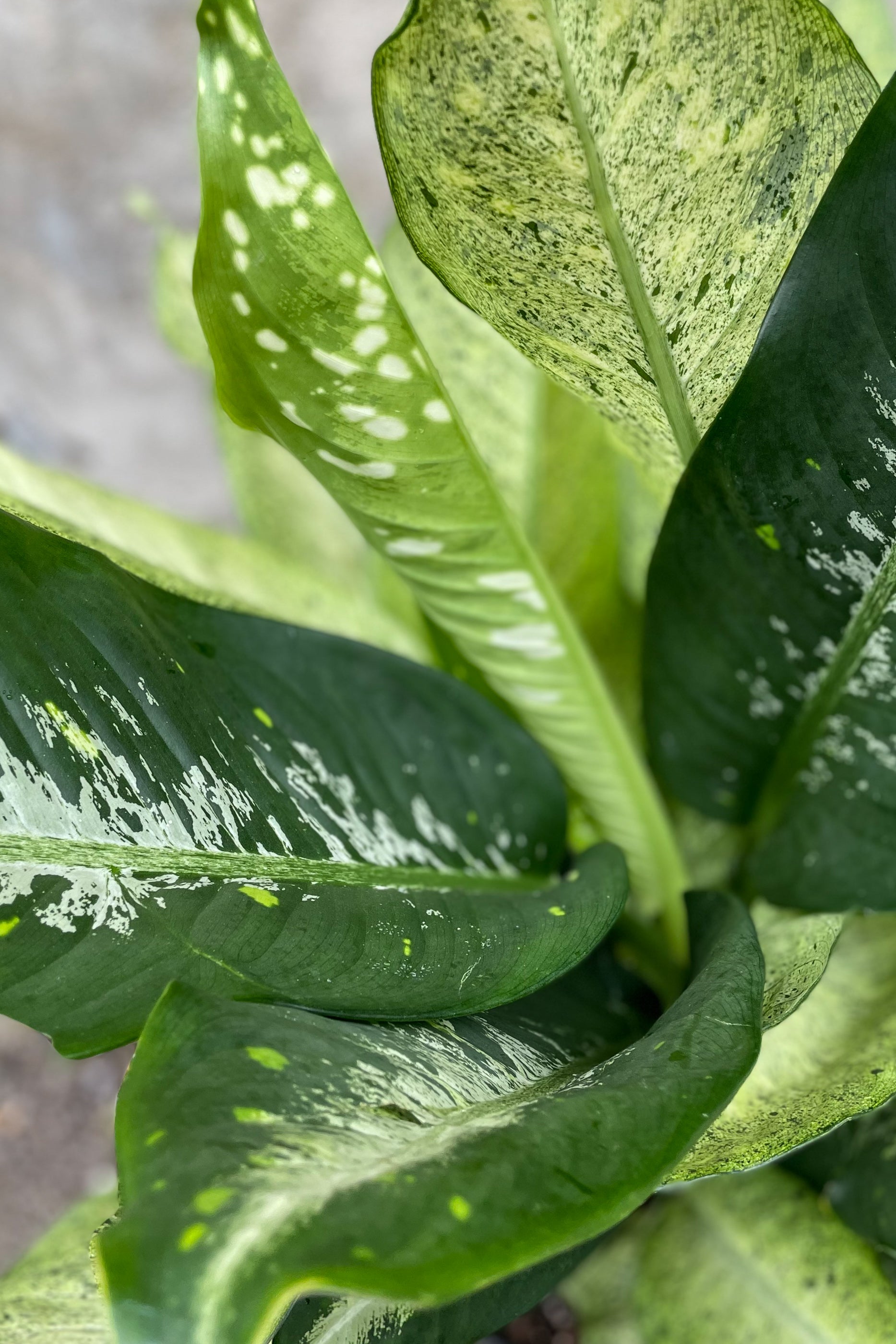 Dieffenbachia 'Camouflage' - 10