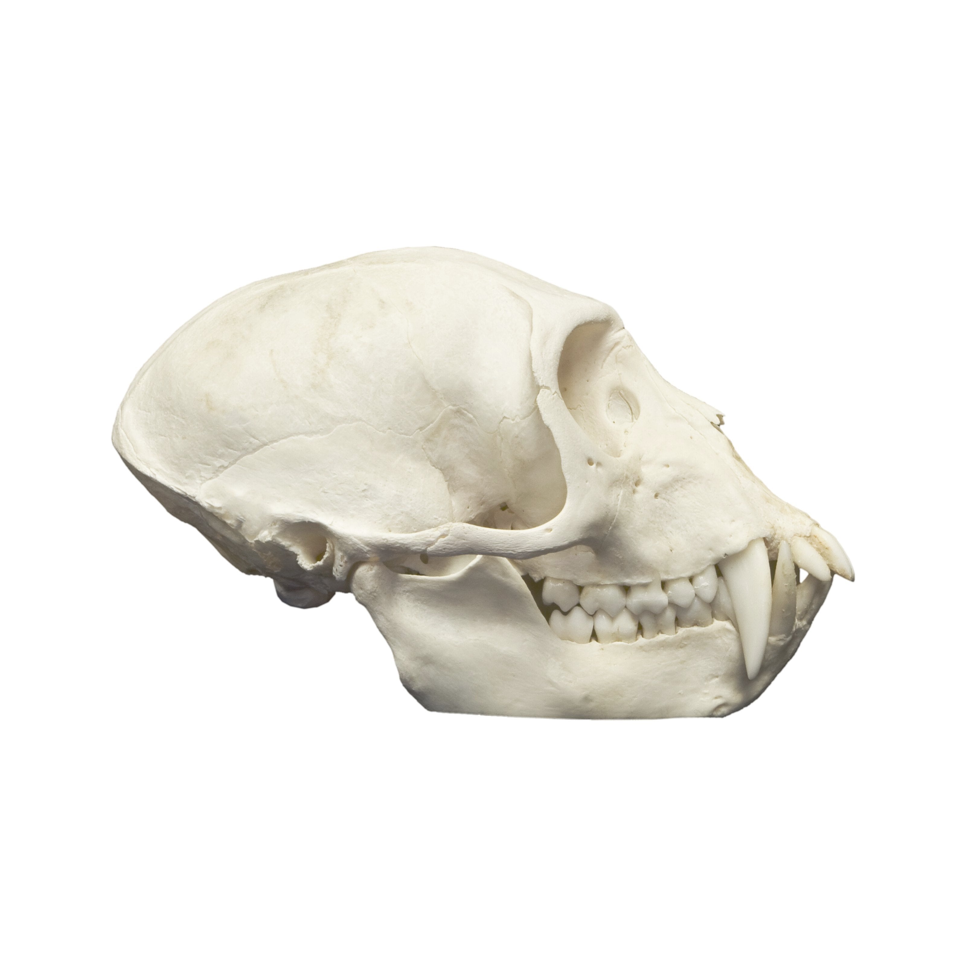 Authentic Vervet Monkey Skull - Male Specimen for Collectors, Taxidermy & Scientific Study | Perfect for Oddity Cabinets, Gothic Decor & Biology Classrooms