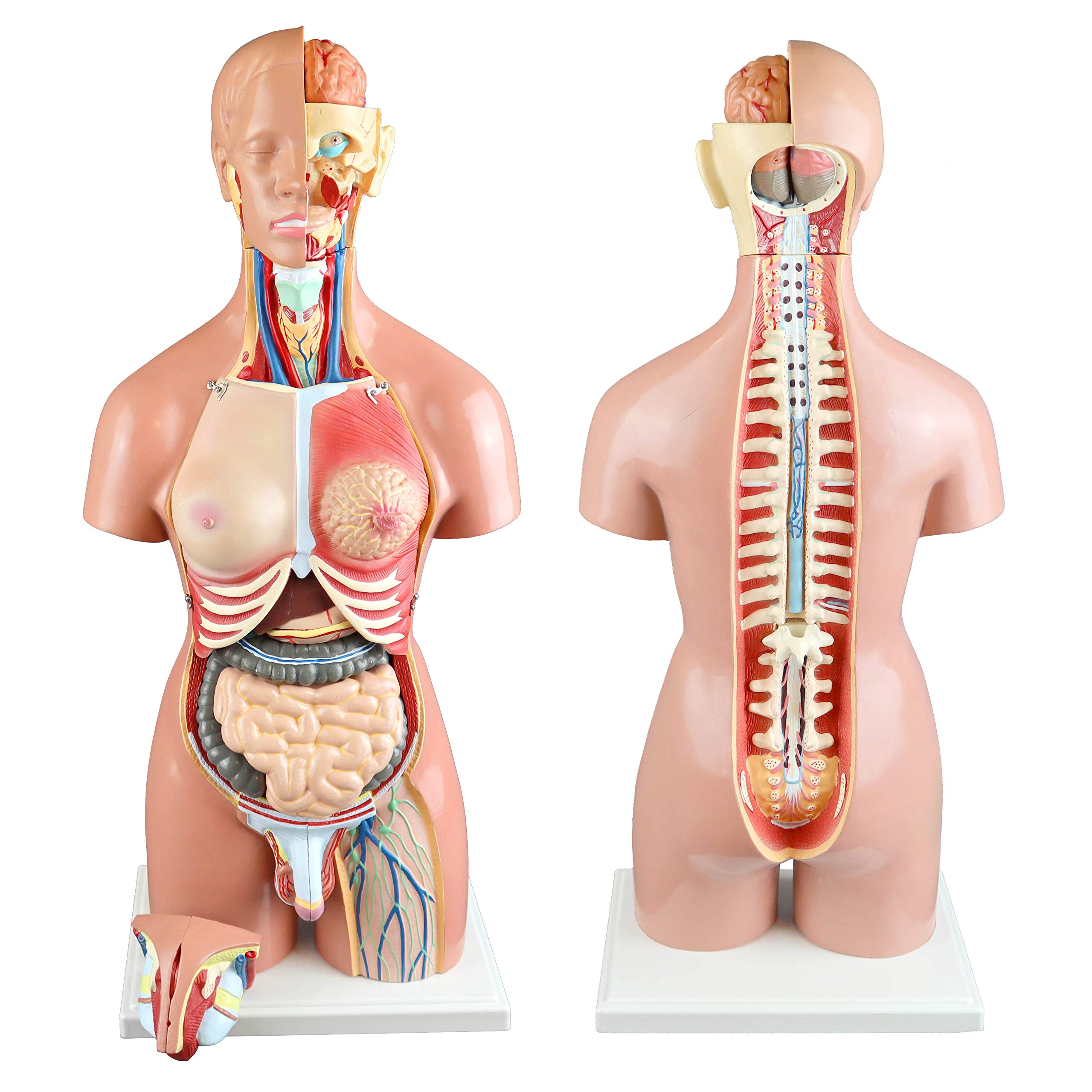 Parco Scientific PB00161 55cm 21-Part Dual-Sex Human Torso Model with Open Back - Detailed Anatomy of Muscles, Spine & Nerves for Medical Education & Study
