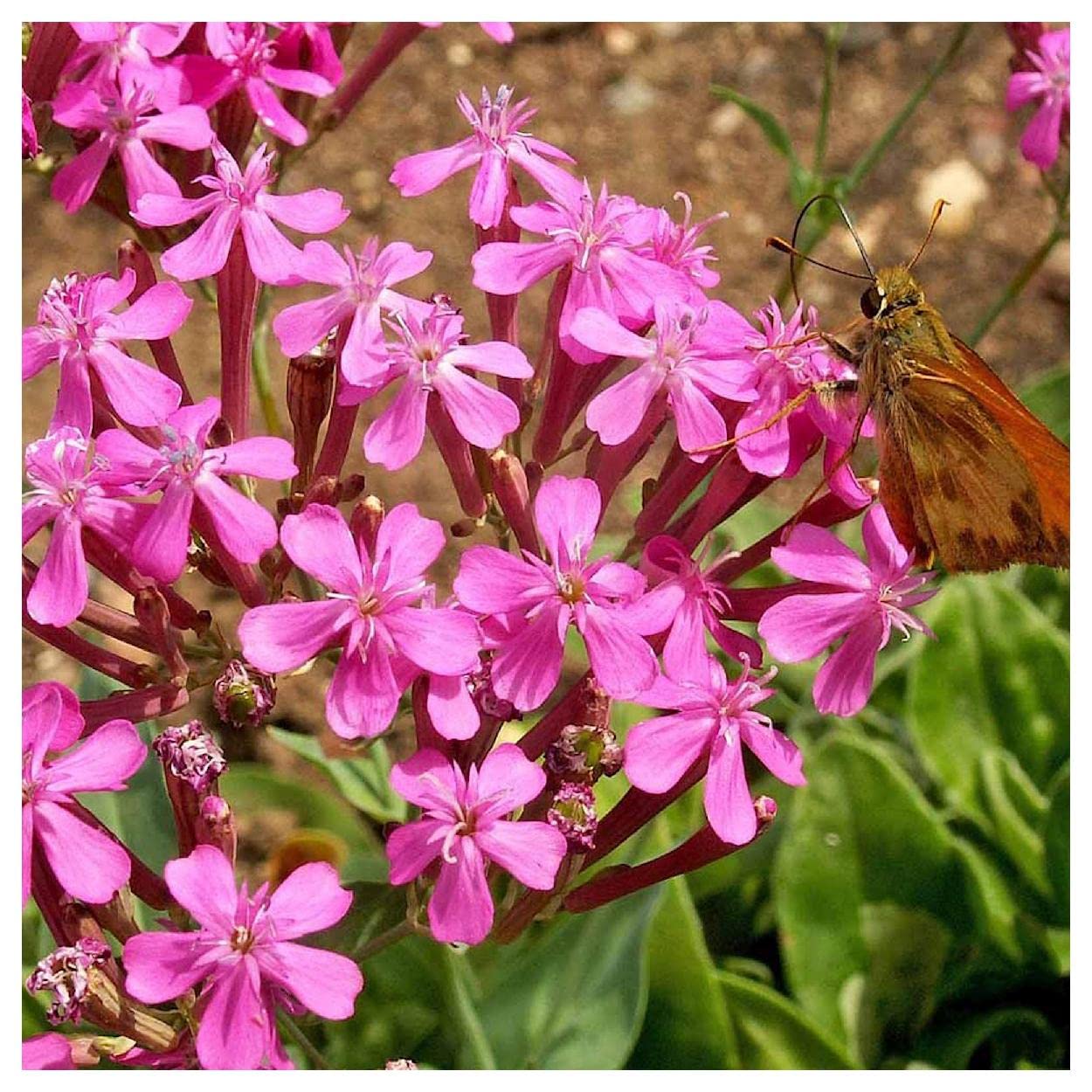 Everwilde Farms - 2000 Catchfly Wildflower Seeds (Silene armeria) - Non-GMO, Gold Vault Seed Packet for Pollinator Gardens, Borders & Cut Flower Arrangements