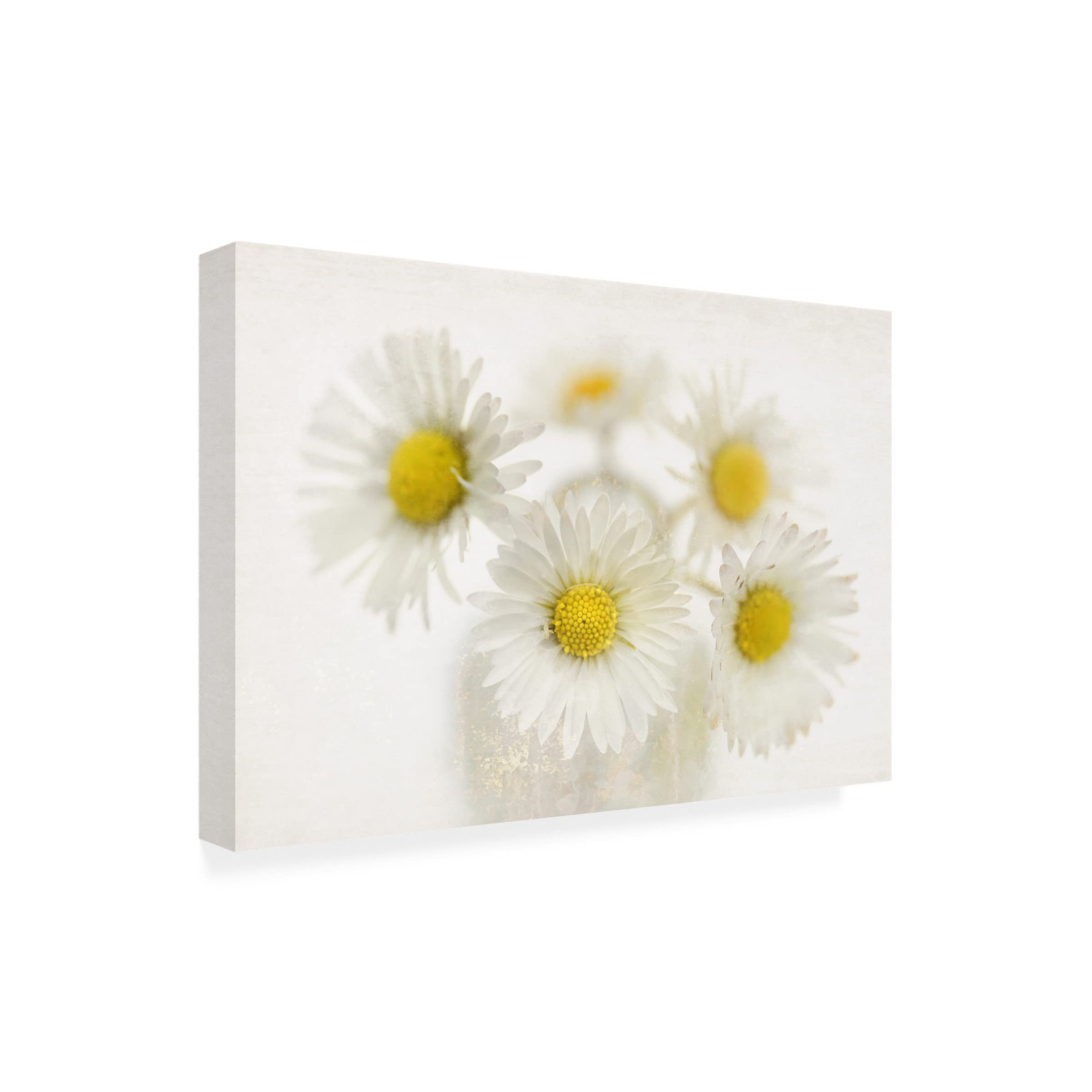 Trademark Fine Art 'Daisies' Canvas Wall Art by Cora Niele - Floral Home Decor for Living Room, Bedroom & Office