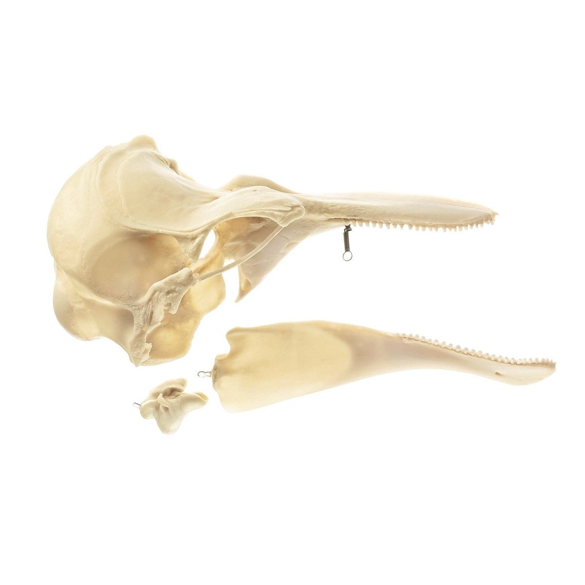 Harbour Porpoise Skull Half - Right Side Specimen for Marine Biology Study, Animal Skull Collection, and Educational Display