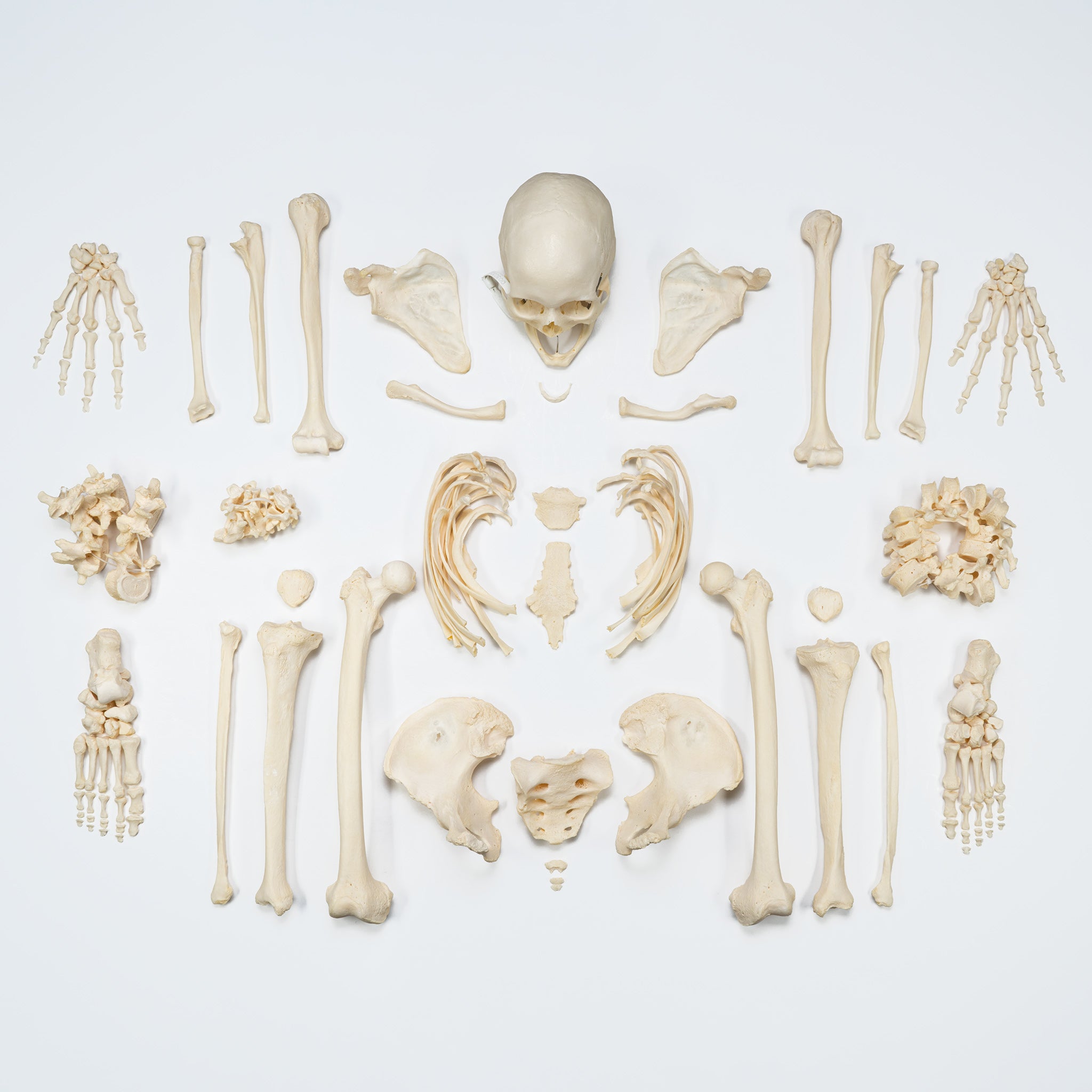 Premium Disarticulated Human Skeleton Model for Medical Education & Research - Perfect for Anatomy Studies, Classroom Demonstrations & Medical Training
