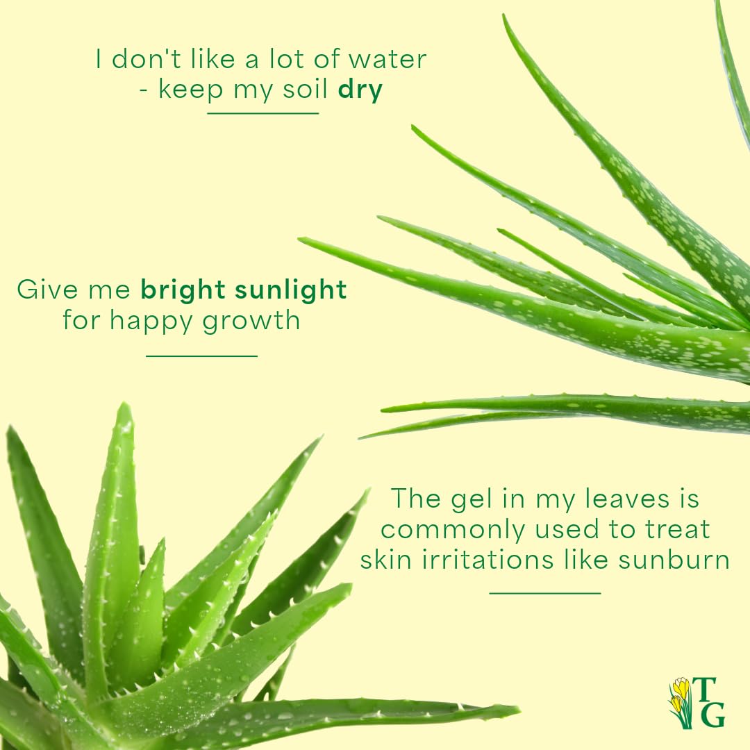 Thorsen's Live Aloe Vera Plant (Aloe barbadensis) - 4