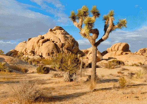 3D Stereoscopic Joshua Tree Greeting Card - Unique 3D Postcard for Birthdays, Holidays & Special Occasions - Perfect for Home Decor, Gift Giving & Collectors