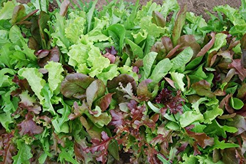 Bulk Organic Mesclun Mix Seeds (5 LB) - Non-GMO, Heirloom Salad Greens for Home Gardening, Restaurants & Farmers Markets - Perfect for Indoor/Outdoor Planting, Hydroponics & Container Gardens