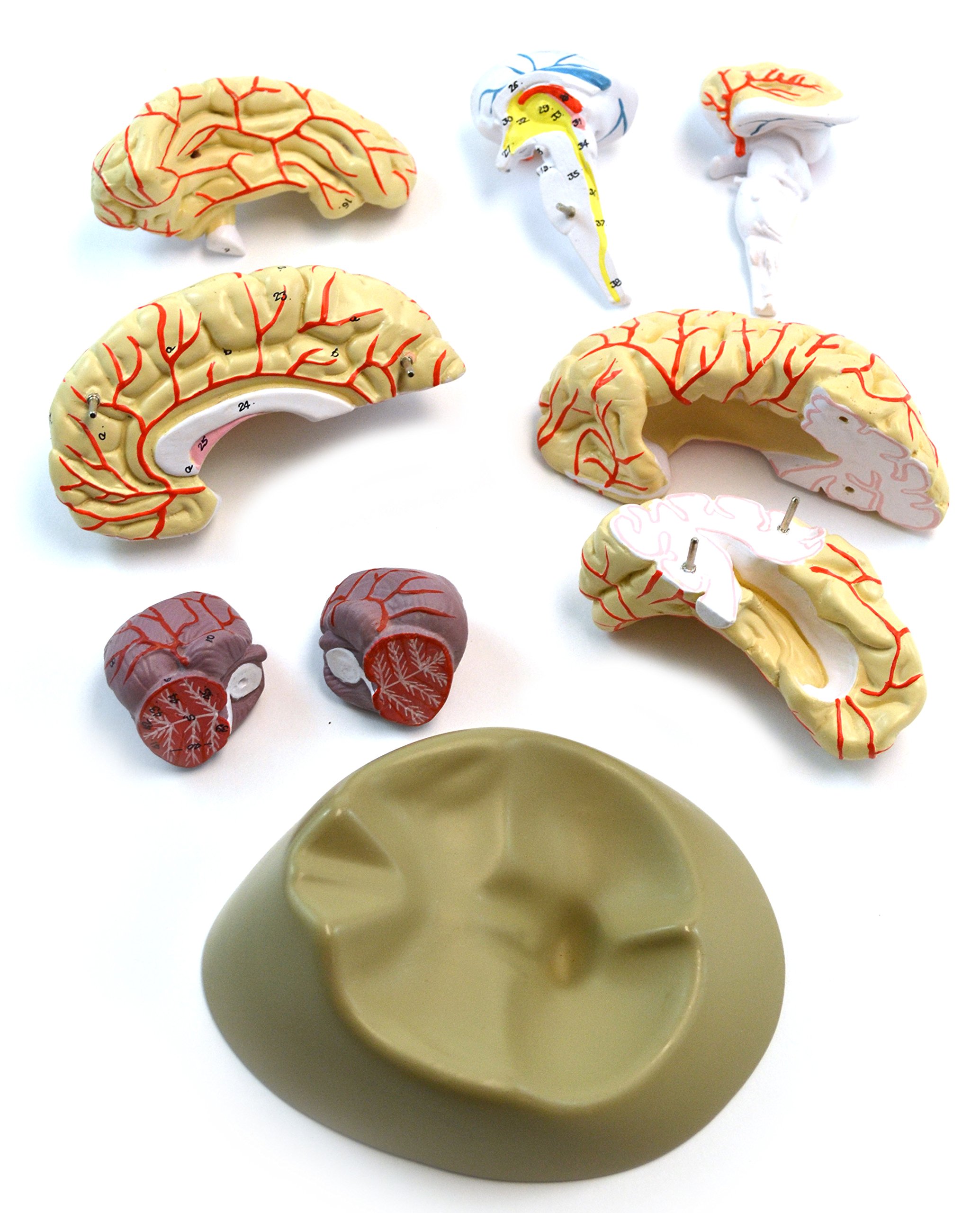 EISCO Life-Size Human Brain Anatomy Model with Arteries - 8-Part Detachable, Hand-Painted Educational Tool with Display Stand | Perfect for Medical Students, Biology Classrooms & Neuroscience Studies