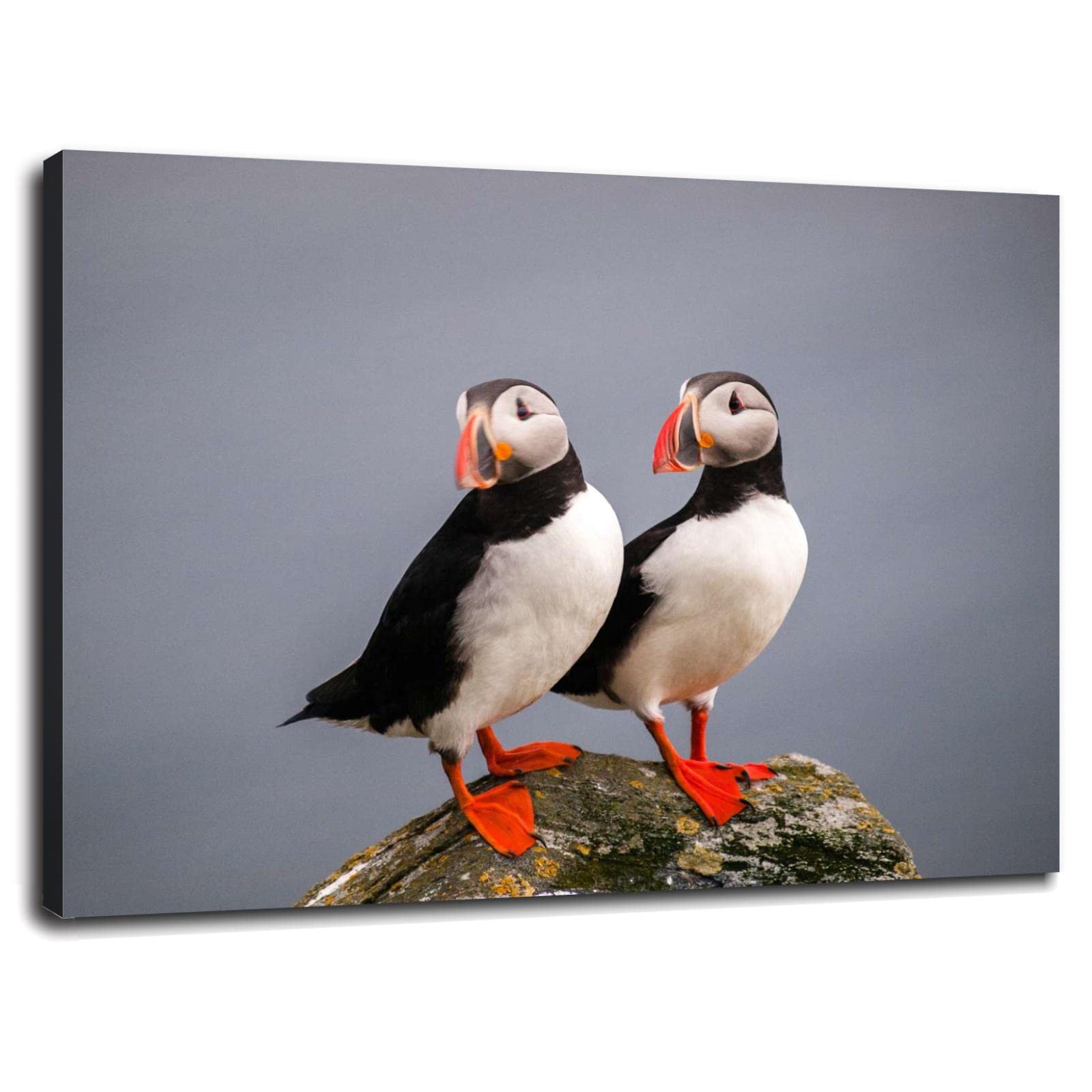 Cute Atlantic Puffin Bird Wildlife Poster - Premium Canvas Print Wall Art (32x24 Inches Framed) for Home & Office Decor - Perfect for Living Room, Bedroom or Gift