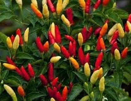 Tabasco Pepper Starter Plant - Grow Your Own Hot Peppers at Home | Perfect for Salsas, Sauces & Spicy Recipes