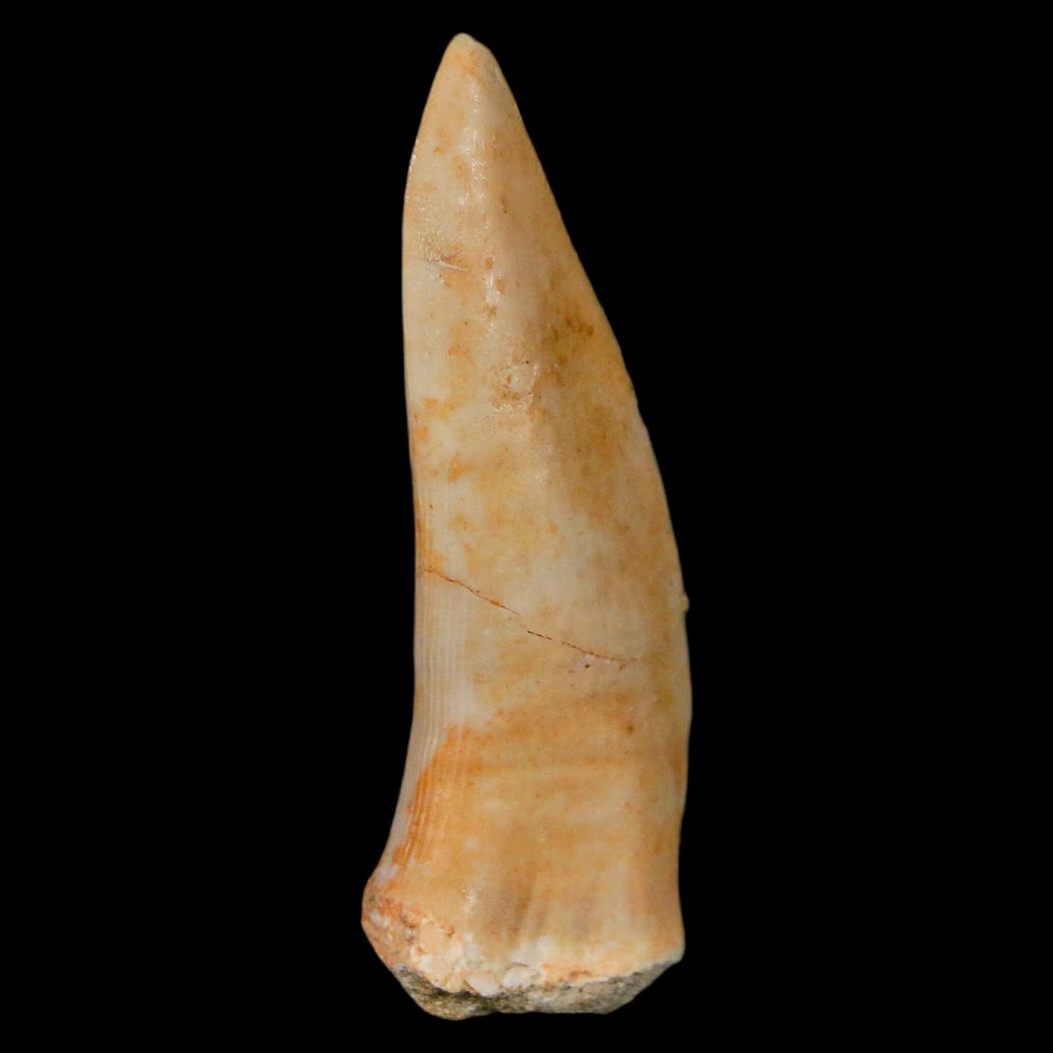 XL 2.1