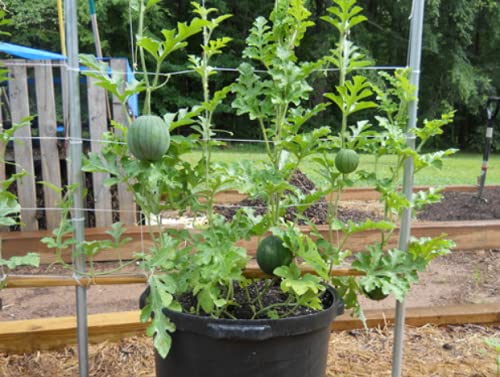 Bush Sugar Baby Heirloom Watermelon Seeds - Non-GMO, Small & Sweet (25-100 Count) - Perfect for Home Gardens, Container Planting & Fresh Summer Snacks