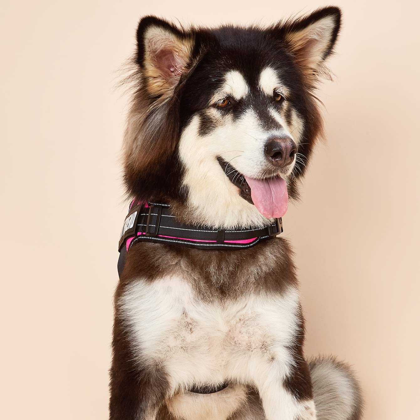 Dihapet No Pull No Choke Dog Harness - Adjustable Service Dog Vest for Training, Walking & Jogging - Perfect for Outdoor Adventures & Daily Pet Care
