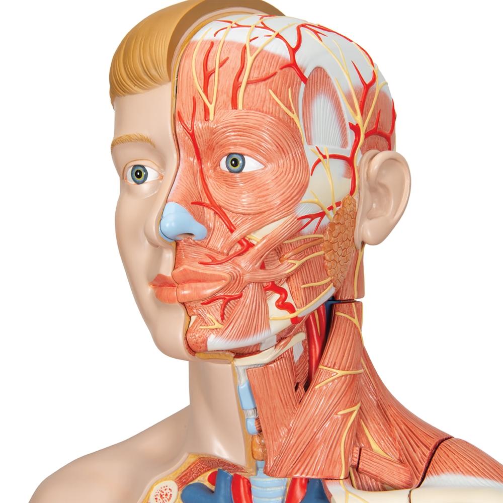 33-Part Dual Gender Torso with Muscle Arm - Anatomical Model for Medical Students & Fitness Training | Perfect for Classroom, Gym & Physical Therapy