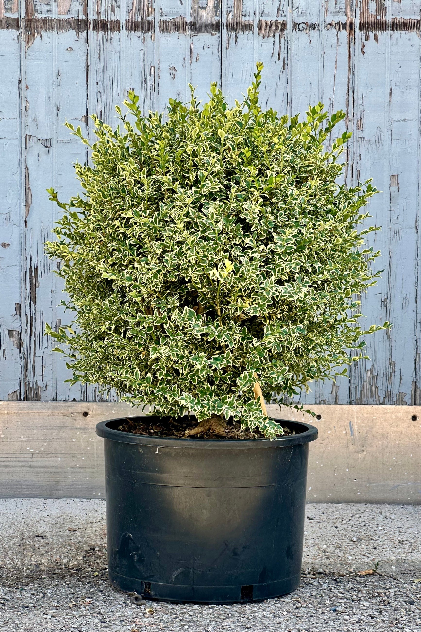 Variegated Boxwood (Buxus sempervirens 'Variegata') - #6 Container Size - Perfect for Landscaping, Hedges & Garden Borders