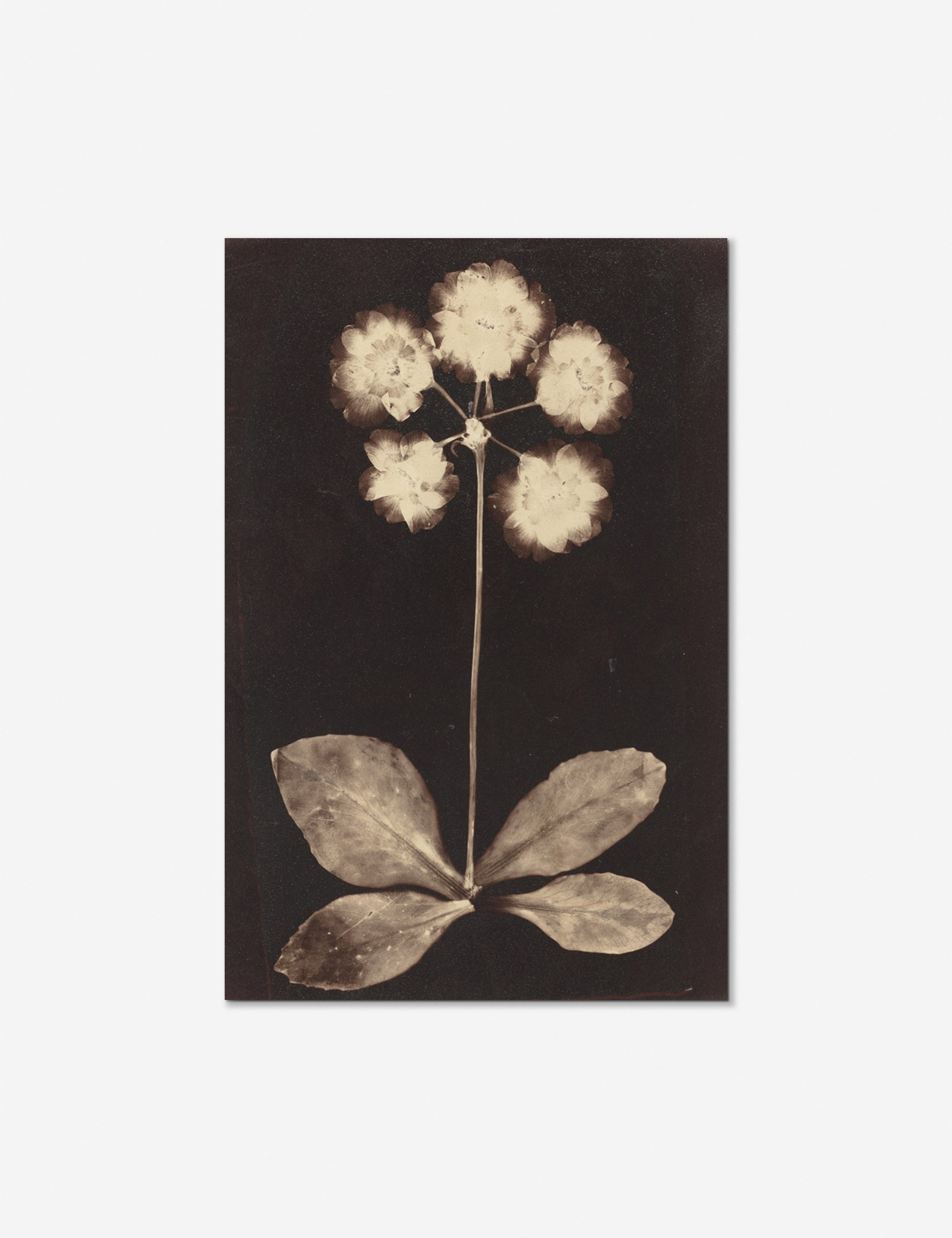 Botanical Photogram Print - Nature Inspired Wall Art Decor for Home & Office | Perfect for Living Room, Bedroom & Studio Aesthetics