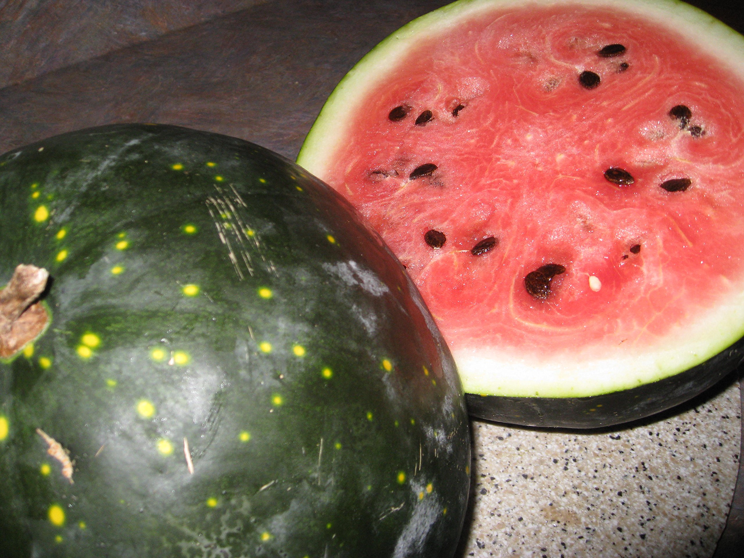 20 Heirloom Moon and Stars Watermelon Seeds - Certified USDA Organic by Stonysoil Seed Company | Non-GMO, Open-Pollinated | Perfect for Home Gardens, Organic Farming & Sustainable Agriculture