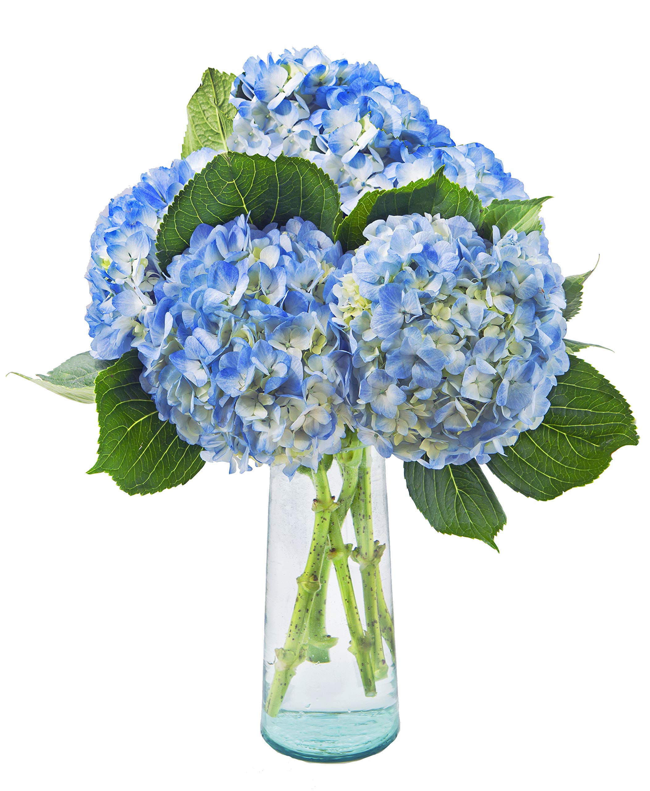 5 Fresh Blue Hydrangea Flowers with Vase - Farm Fresh Cut Floral Arrangement by Arabella Bouquets | Perfect Gift for Birthday, Anniversary, Get Well, Housewarming | Ideal for Home Decor, Wedding Centerpieces & Special Occasions