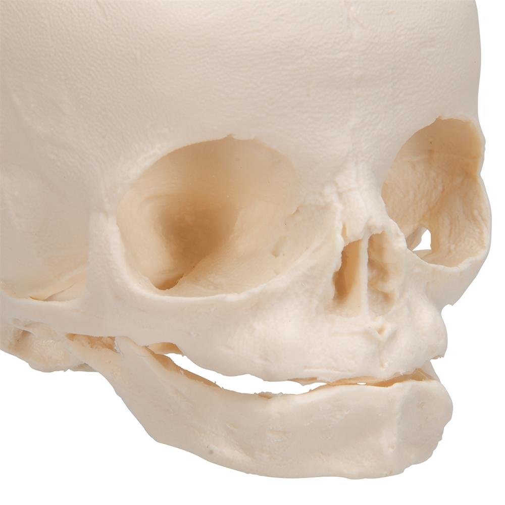 High-Quality Fetal Skull Model with Display Stand - Perfect for Medical Education, Anatomy Study & Classroom Demonstrations
