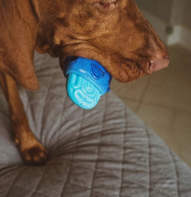 Brainies Brain Fried - Dual Texture Banana Flavor Chew Toy for Dogs, Puppies & Teething Relief | Interactive Pet Chew for Aggressive Chewers & Anxiety Relief | Great for Indoor Play, Outdoor Adventures & Training Rewards