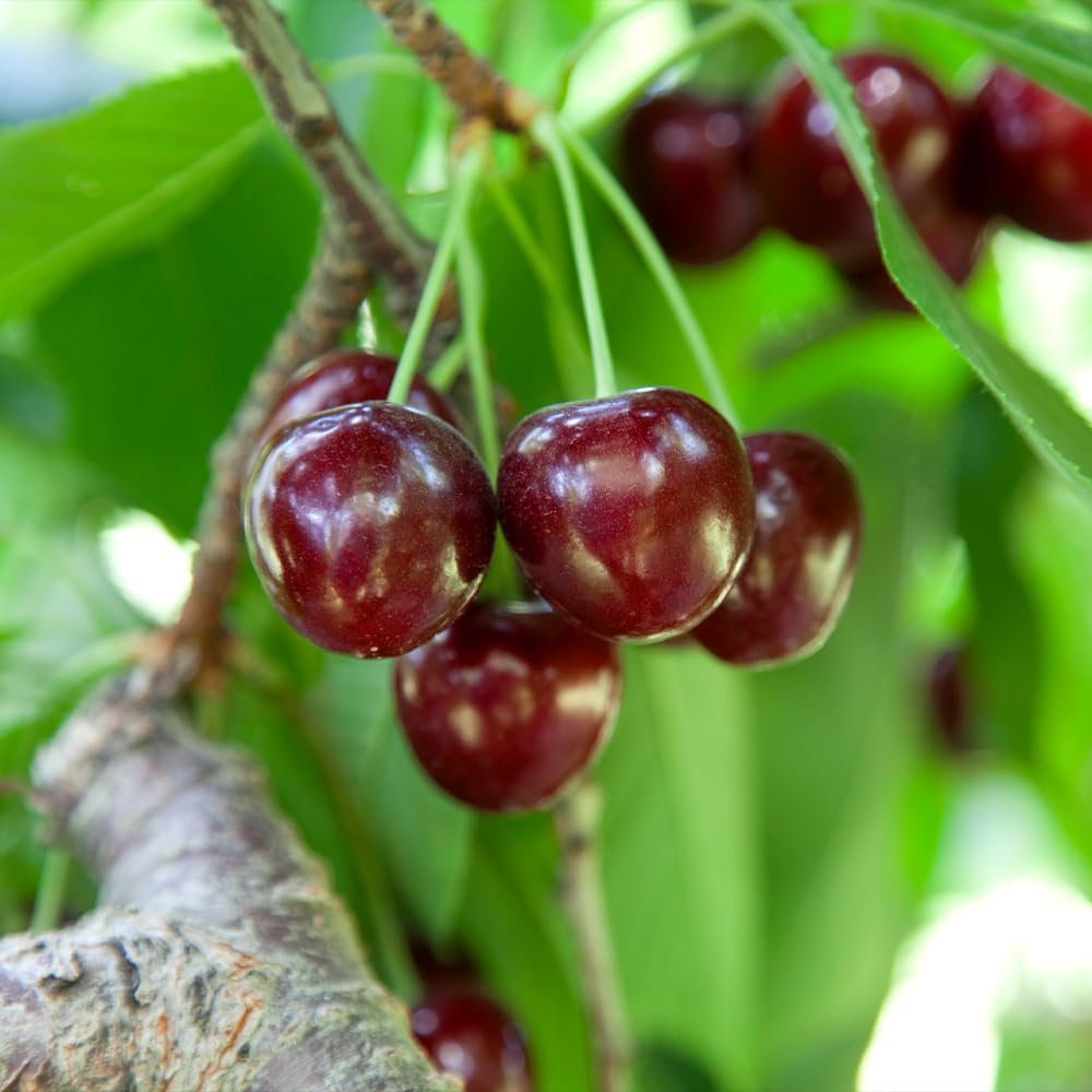 Brighter Blooms Lapins Cherry Tree - 5-6 ft Tall Live Fruit Tree for Home Garden (No Shipping to AZ, CA, ID, OR, WA) - Perfect for Backyard Orchards, Fresh Fruit Harvesting & Landscaping