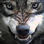 Angry Wolf