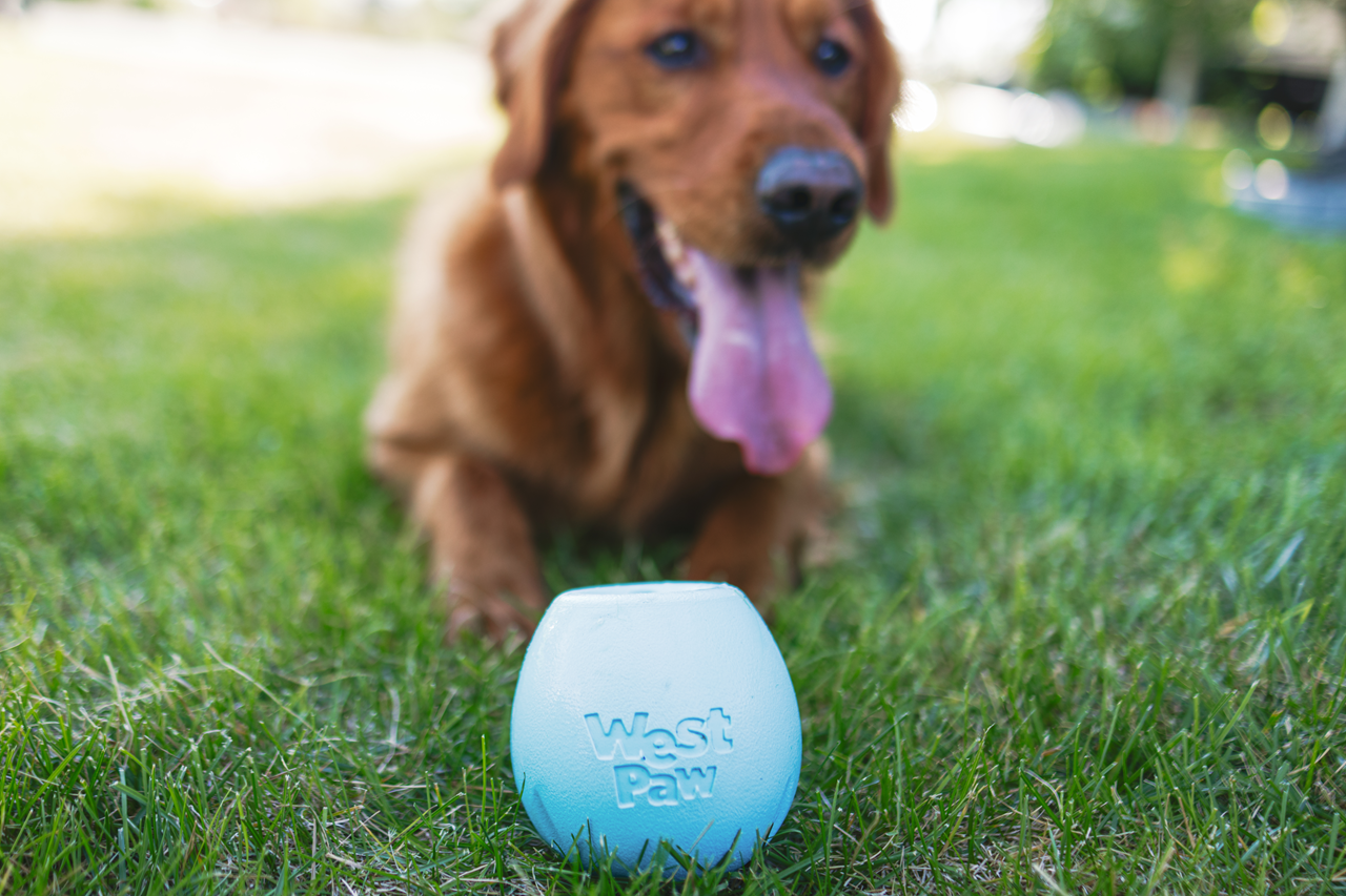 Interactive Puzzle Dog Toy - Food Dispensing Chew Toy for Mental Stimulation | Zogoflex Echo Rumbl (New Colors) - Perfect for Training, Boredom Relief & Enrichment
