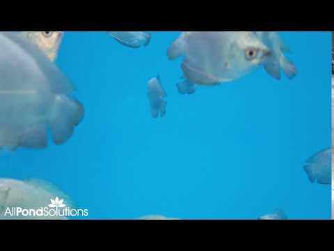 Premium Cobalt Blue Gourami (Trichogaster lalius) - Live Tropical Aquarium Fish for Freshwater Tanks, Community Aquariums & Fish Breeding