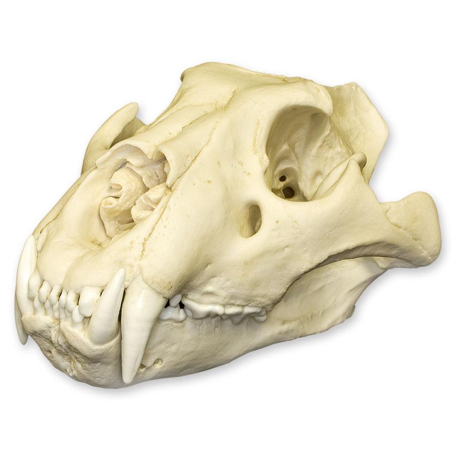 Extra Large Replica African Lion Skull - Lifelike Animal Skull Decor for Home, Office & Halloween Displays