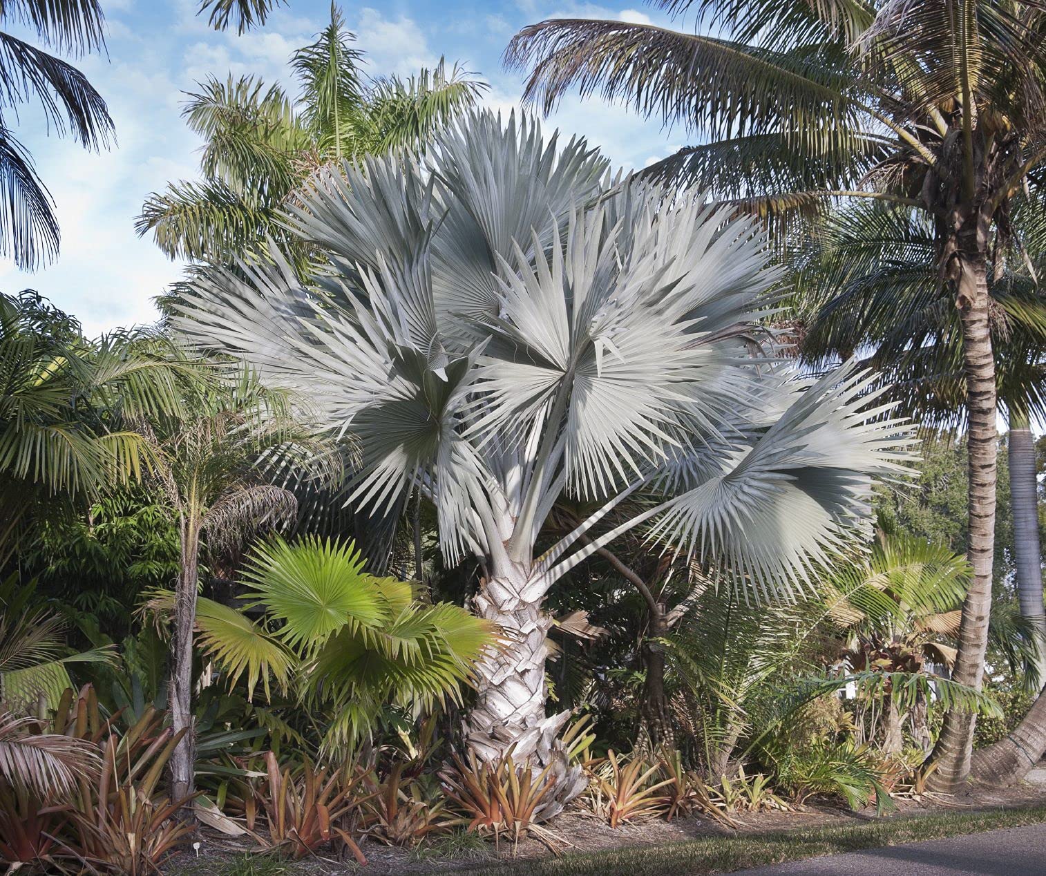 Silver Bismarck Palm Trees - 5 Live Plants in 1 Gallon Pots - Bismarckia Nobilis - Rare Florida Ornamental Palms for Landscaping & Tropical Gardens