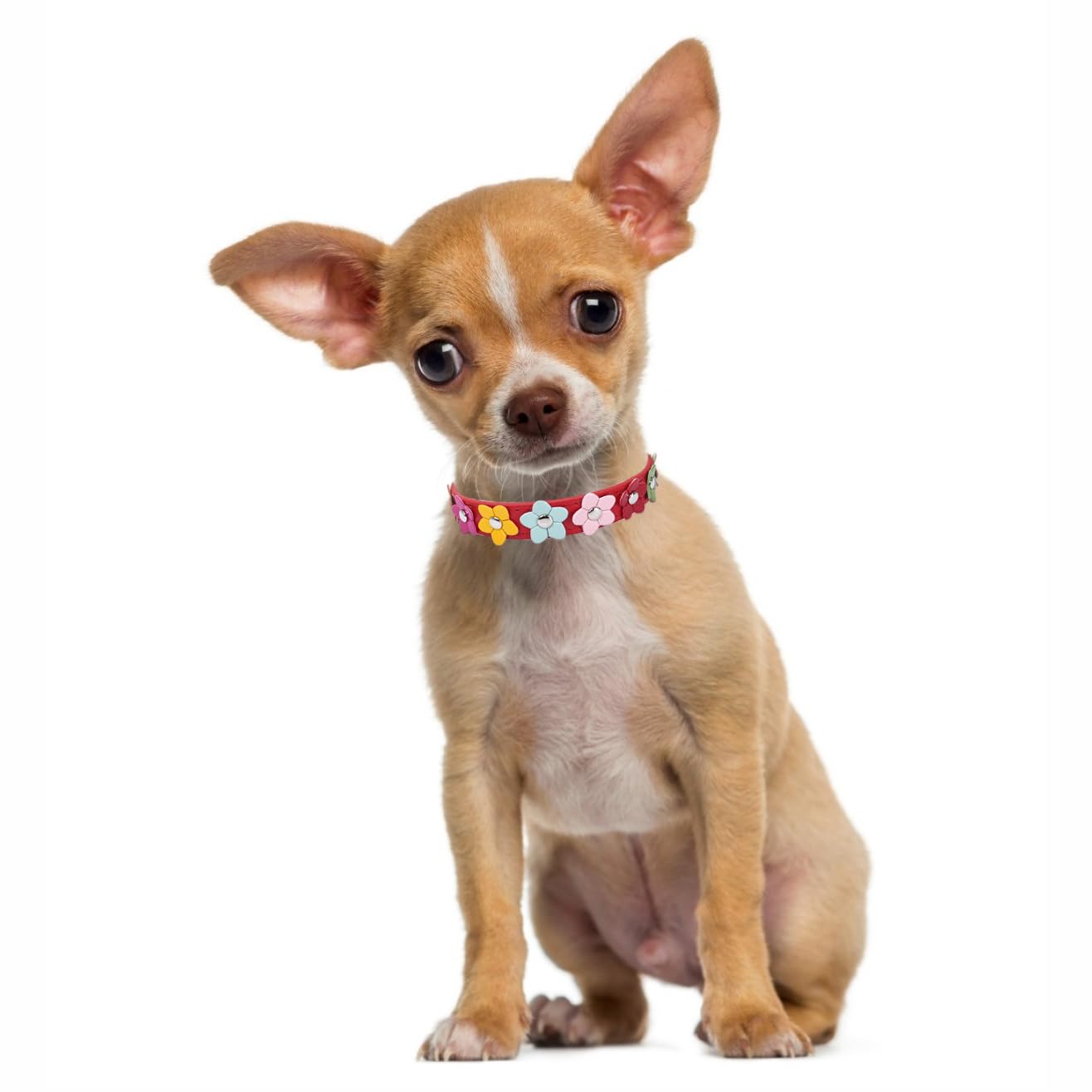 **Stylish Red Floral Faux Leather Dog Collar for Small & Medium Breeds – Cute & Durable Pet Accessory for Female Dogs & Puppies | Perfect for Walks, Training & Fashion**